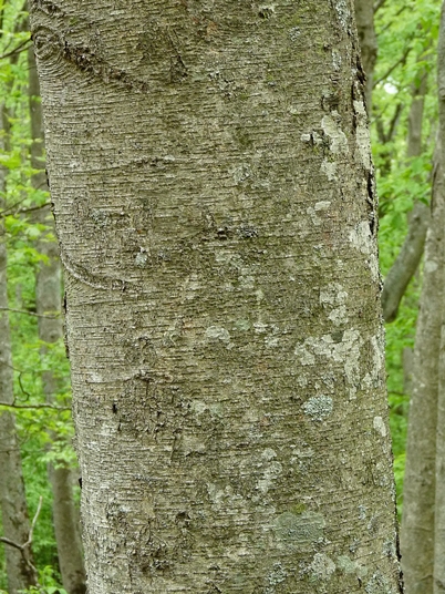 {Betula lenta}